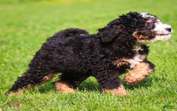 Mini Bernedoodle dogs for sale: Ozzy - Image 8