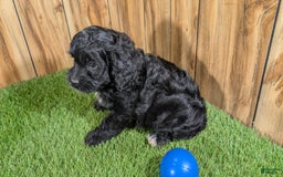 Cavapoo dogs for sale: Missy Boy 1 - Image 2