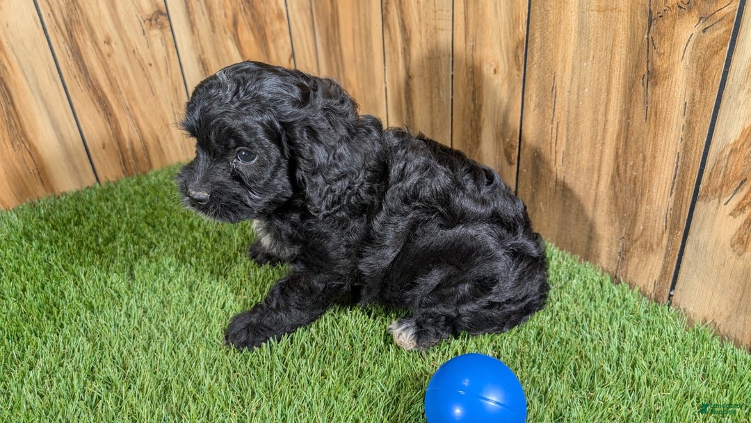 Cavapoo dogs for sale: Missy Boy 1 - Image 2