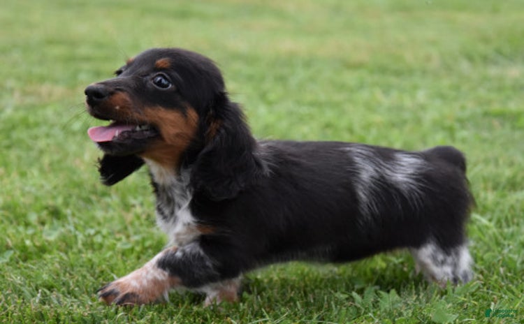 Miniature Dachshund dogs for sale - Ad 4