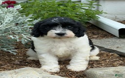 Cavapoo dogs for sale: Callie - Image 3