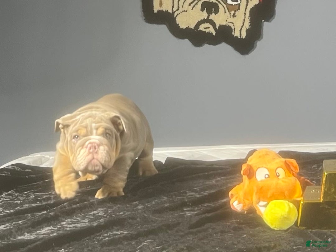 English Bulldog dogs for sale: Chubbs - Image 4