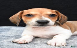 Miniature Dachshund dogs for sale: Jip - Image 6