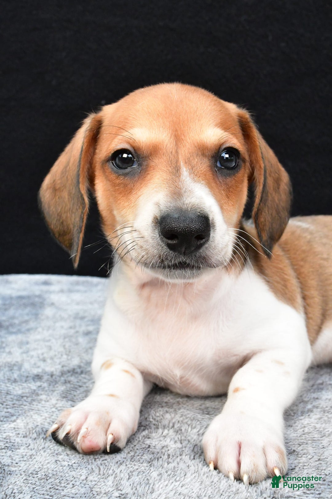 Miniature Dachshund dogs for sale: Jip - Image 6