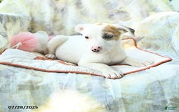 Siberian Husky dogs for sale: Brandy - Image 2
