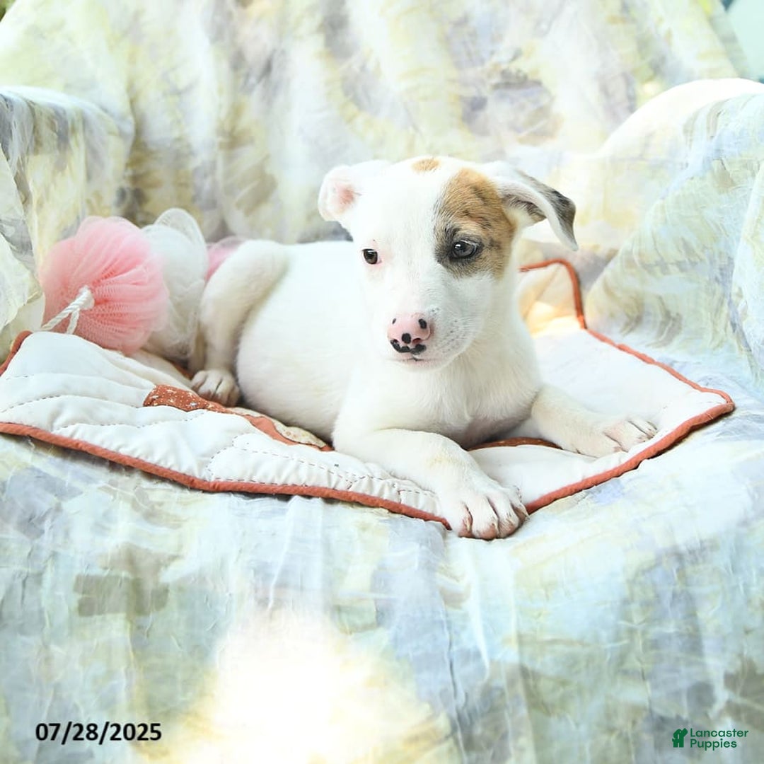 Siberian Husky dogs for sale: Brandy - Image 2