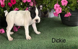 Boston Terrier dogs for sale: Dickie - Image 2