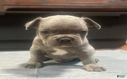 French Bulldog dogs for sale: Hulk - Image 5