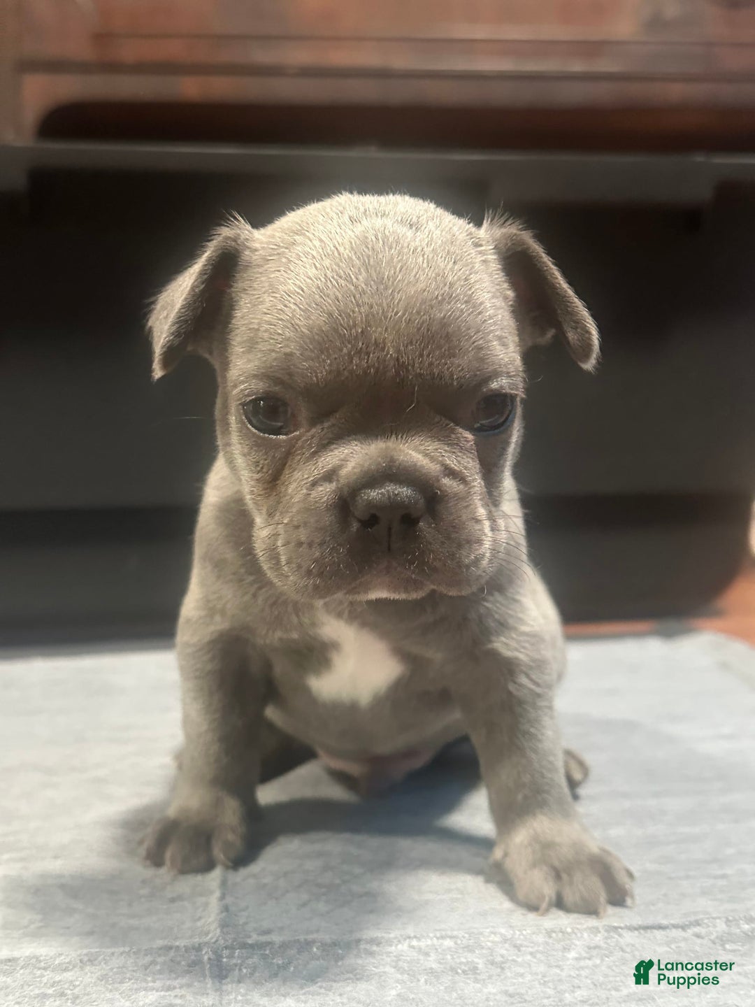 French Bulldog dogs for sale: Hulk - Image 5