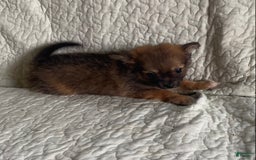 Pomchi dogs for sale: Tommy - Image 5