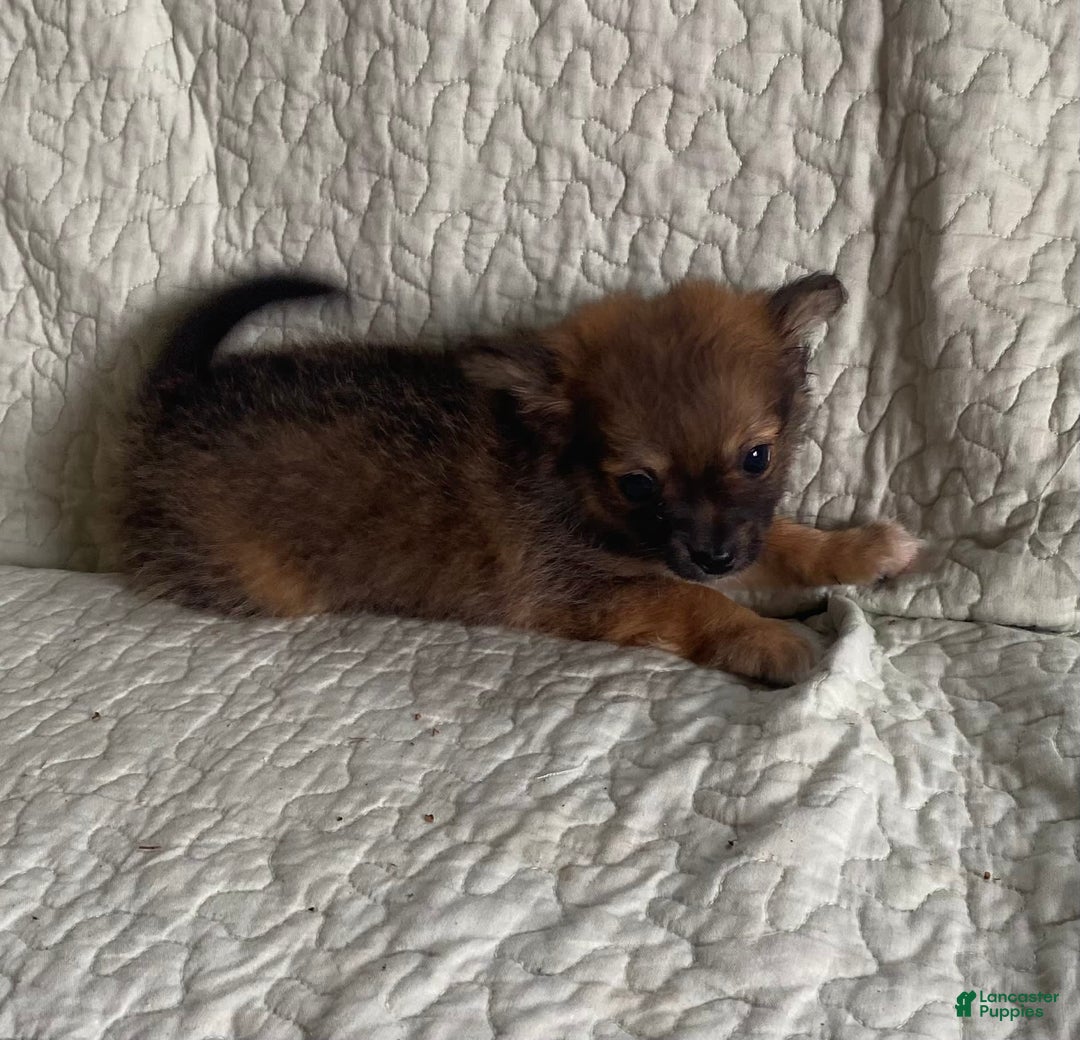 Pomchi dogs for sale: Tommy - Image 5
