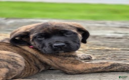 English Mastiff dogs for sale: Roxie - Image 3