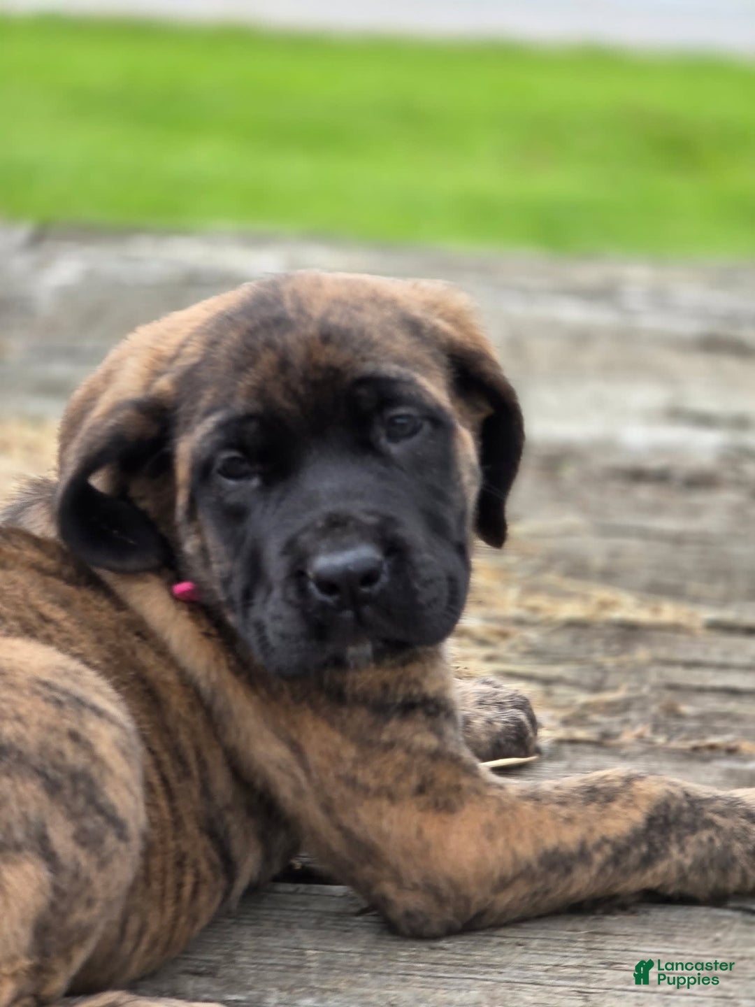 English Mastiff dogs for sale: Roxie - Image 3