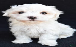 Maltese dogs for sale: Ronny - Image 1