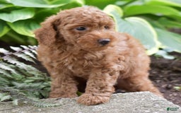 Miniature Poodle dogs for sale: Leo - Image 5
