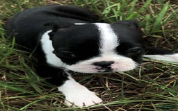 Boston Terrier dogs for sale: Fluffy - Image 1