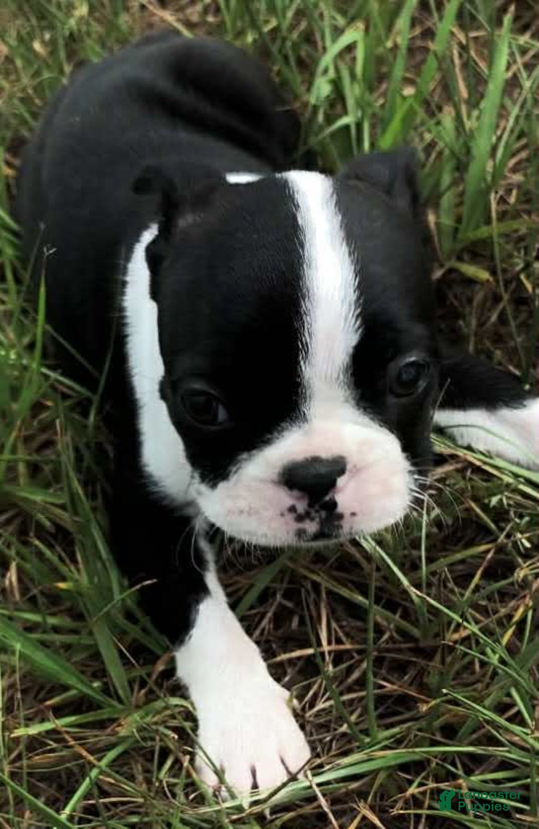 Boston Terrier dogs for sale: Fluffy - Image 1