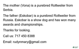 Rottweiler dogs for sale: Rex - Image 5