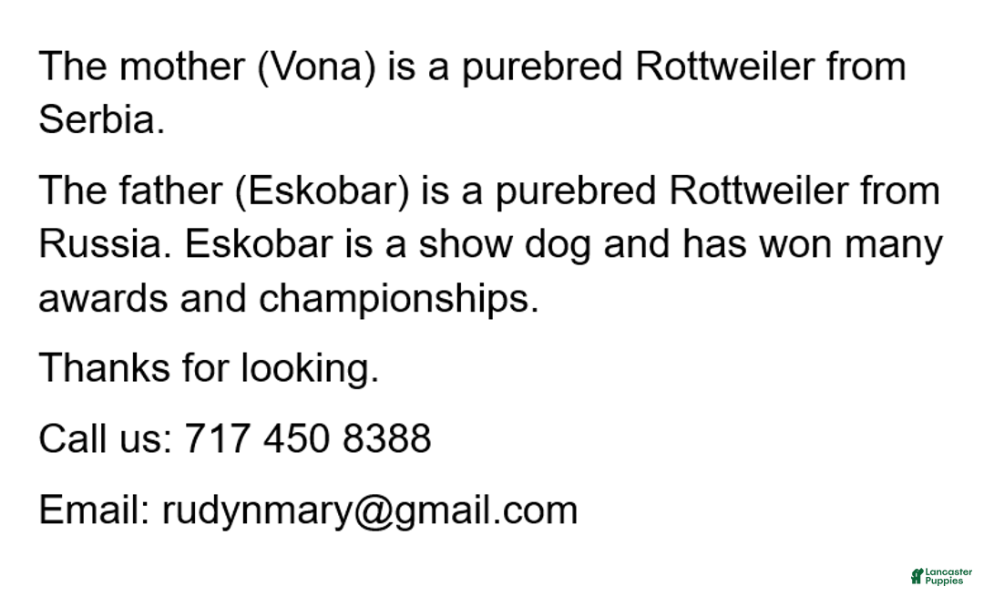 Rottweiler dogs for sale: Rex - Image 5