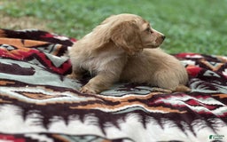 Miniature Dachshund dogs for sale: Sugar - Image 1