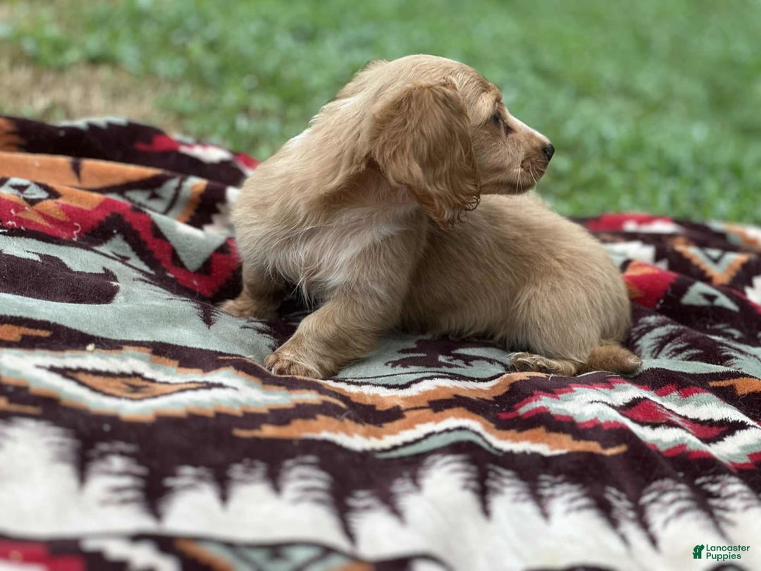 Miniature Dachshund dogs for sale: Sugar - Image 1