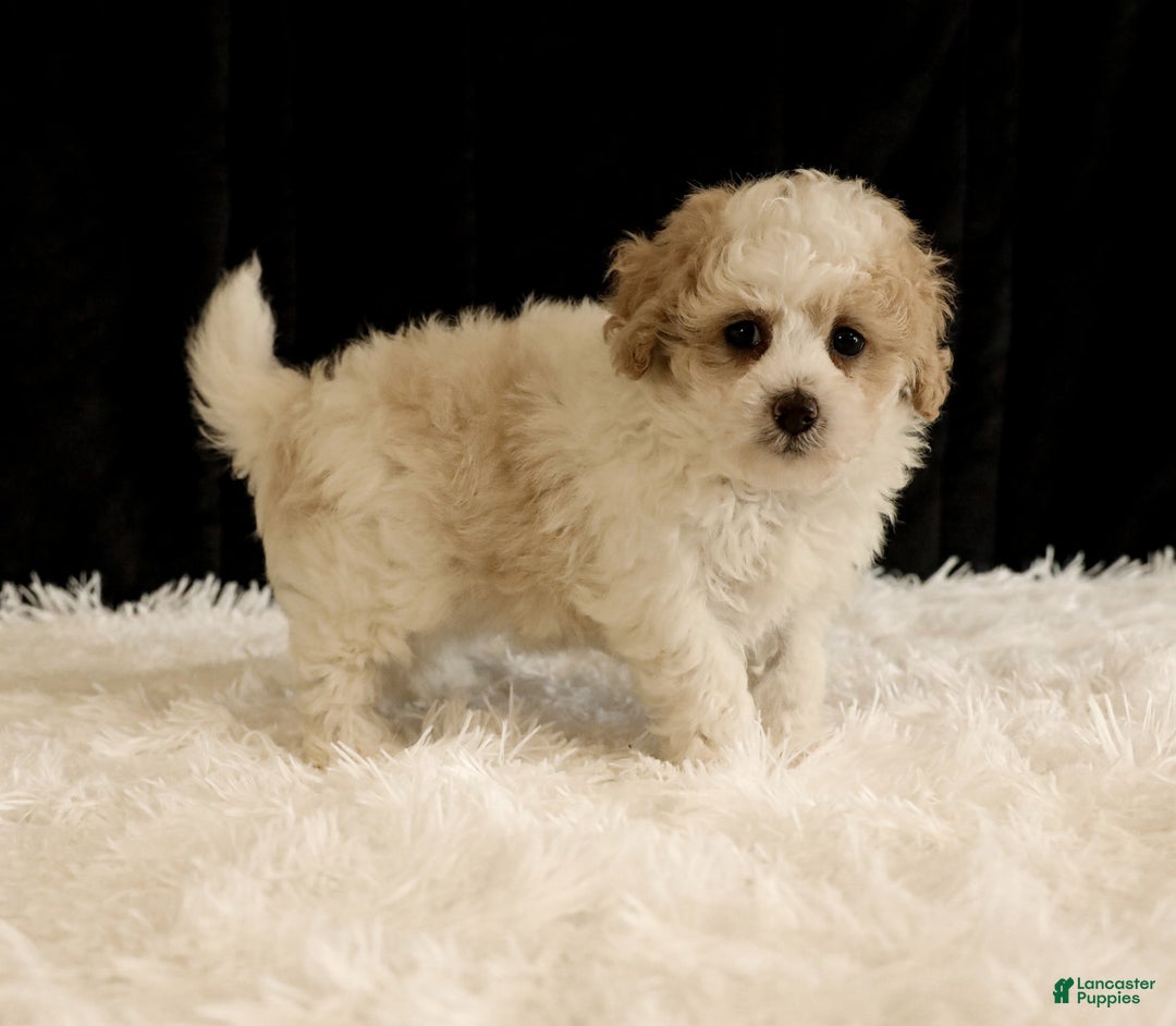 Toy Poodle dogs for sale: Bobby - Image 6