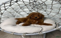 Toy Poodle dogs for sale: Bella - Image 4