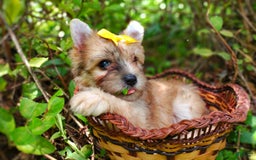 Morkie dogs for sale: Rare Gold Merle Beetle - Image 18