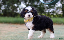 Mini Bernedoodle dogs for sale: Apollo - Image 1