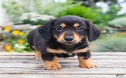 Miniature Dachshund dogs for sale: Shorty - Image 1