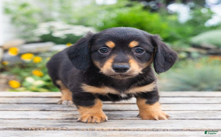 Miniature Dachshund dogs for sale - Ad 1