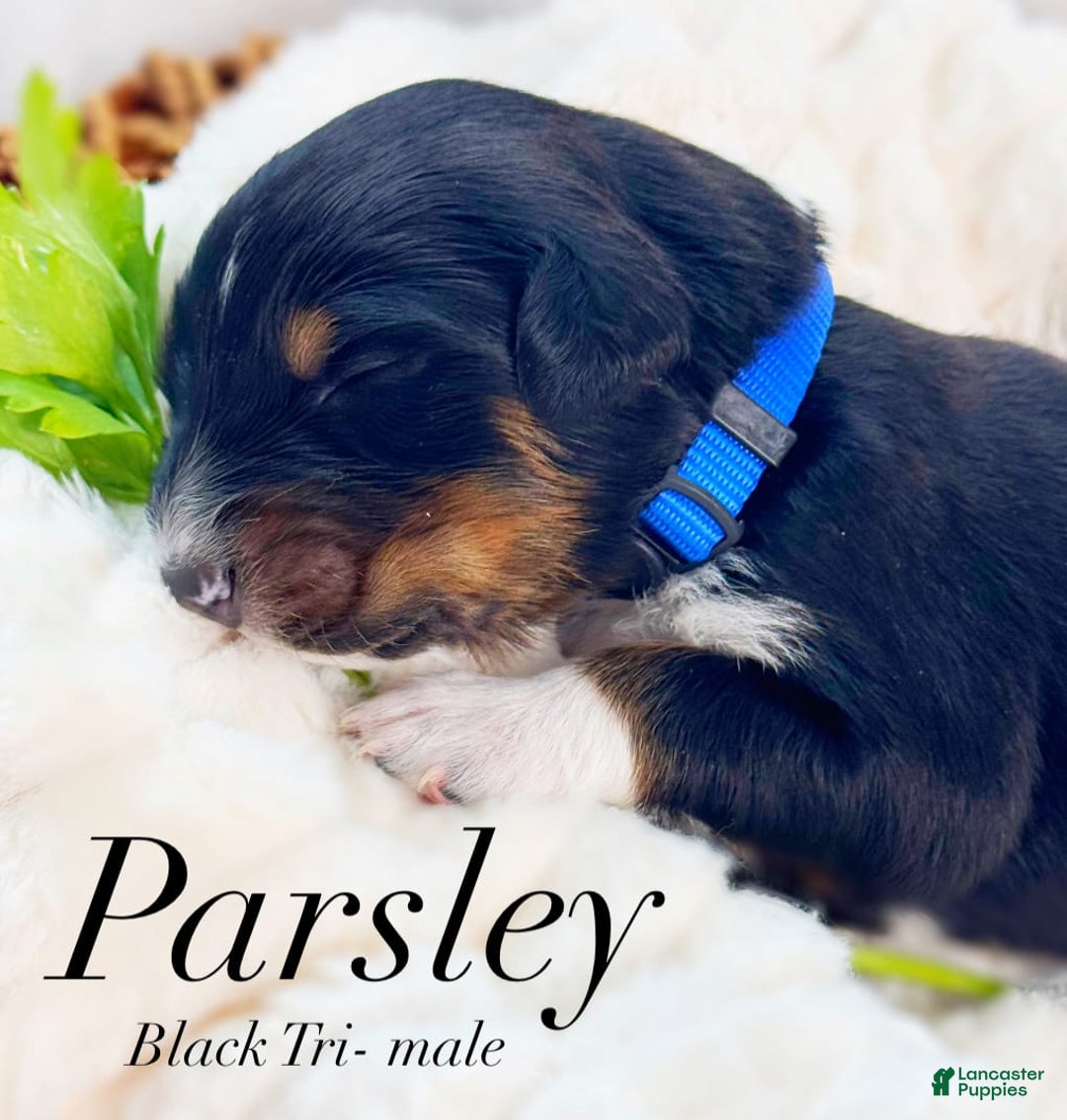 Australian Shepherd dogs for sale: Parsley - Image 1