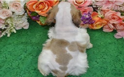 Cocker Spaniel dogs for sale: Akcabbysablepartimerleblueeyescockerpuppy - Image 7