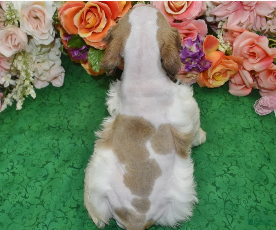 Cocker Spaniel dogs for sale: Akcabbysablepartimerleblueeyescockerpuppy - Image 7
