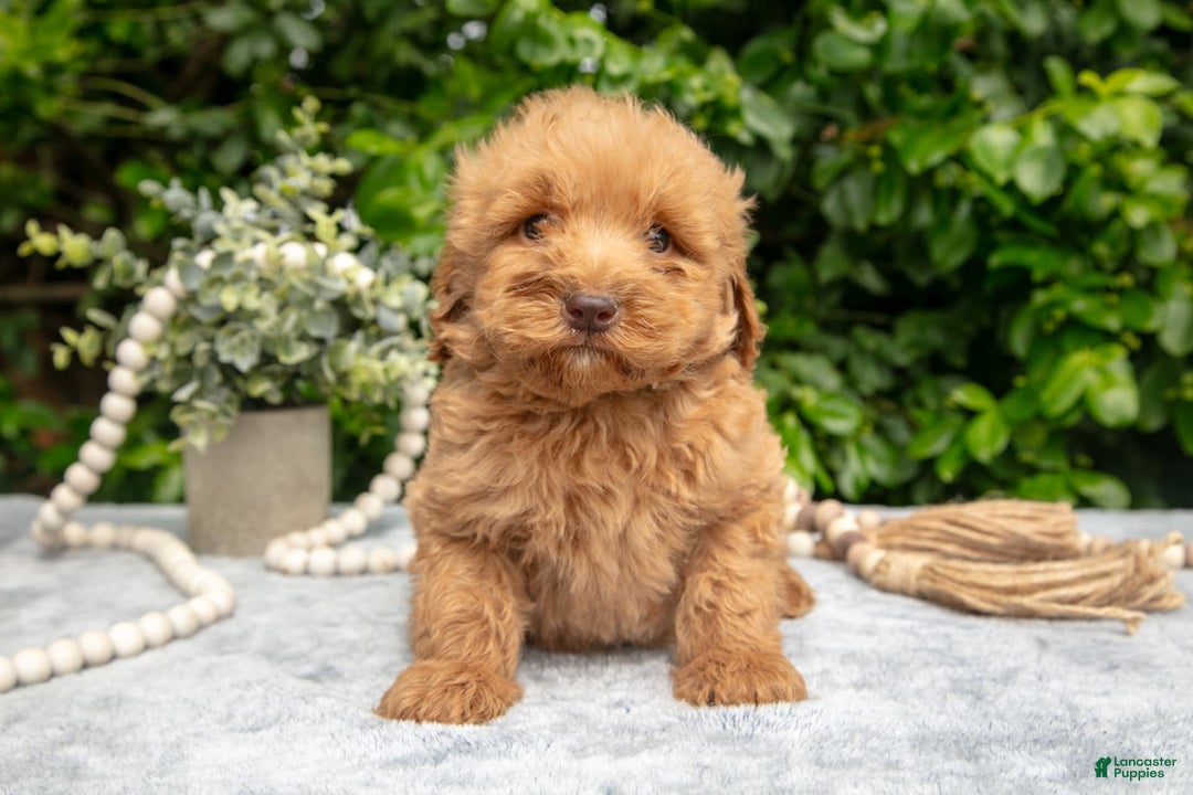 Mini Goldendoodle dogs for sale: Romeo - Image 3