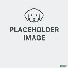 Mini Goldendoodle F1b2