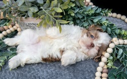 Shih Tzu dogs for sale: Clint - Image 2