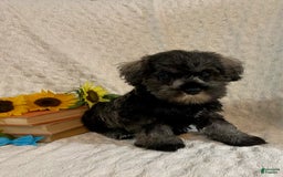 Miniature Schnauzer dogs for sale: Dessy - Image 3