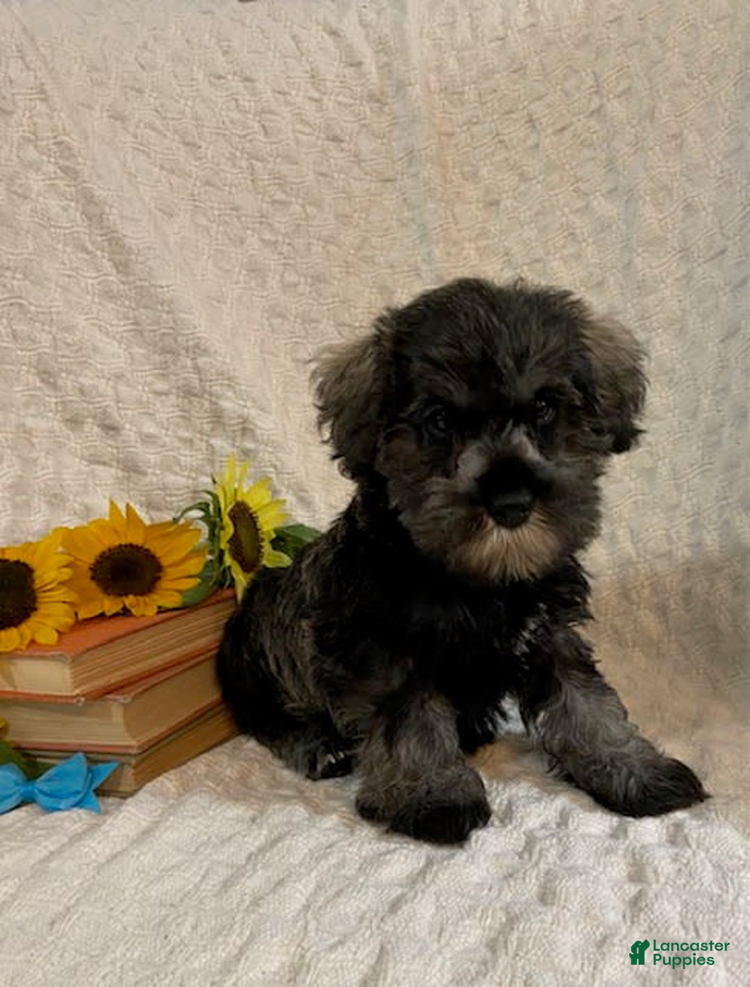 Miniature Schnauzer dogs for sale: Dessy - Image 3