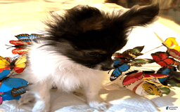 Papillon dogs for sale: Biscuit - Image 2
