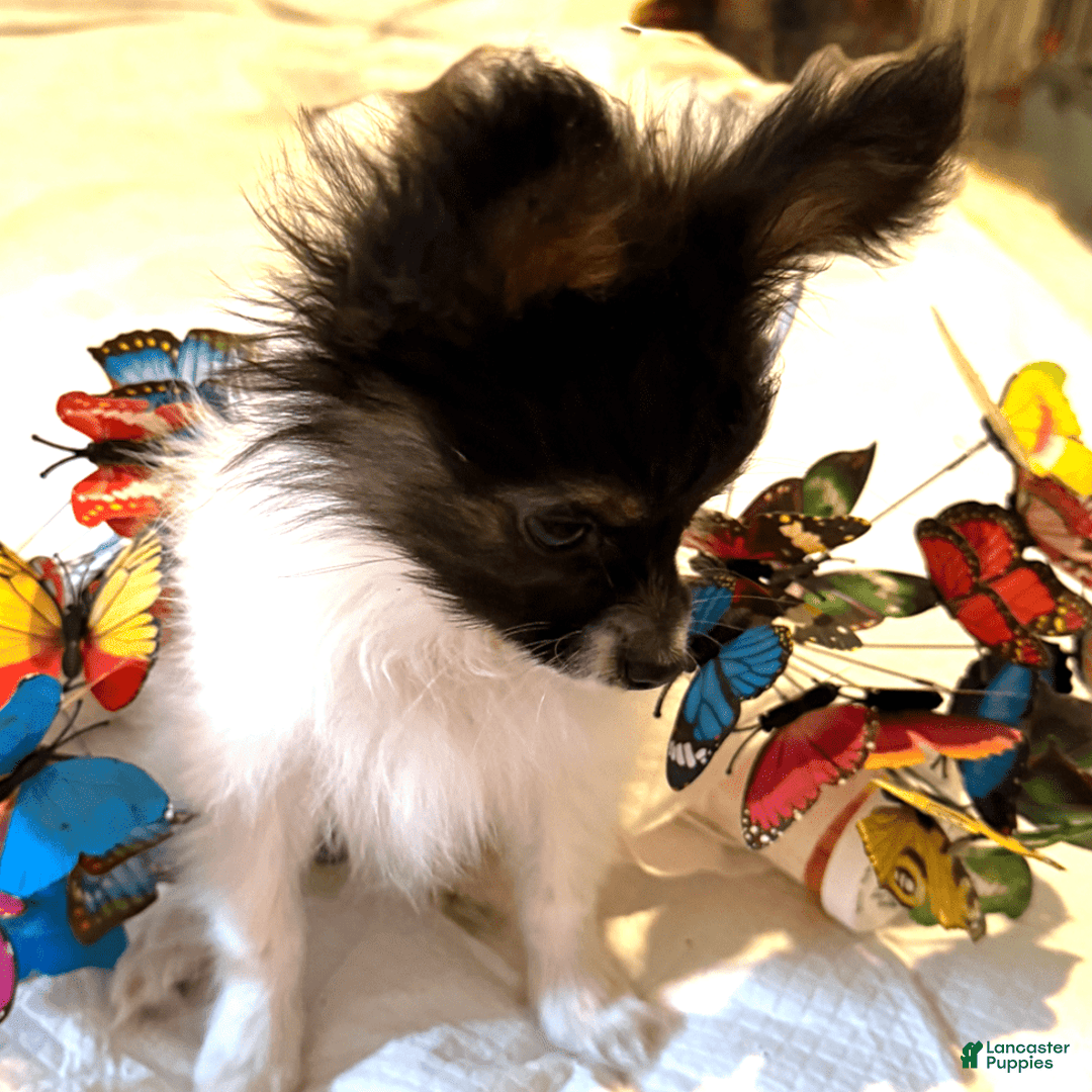 Papillon dogs for sale: Biscuit - Image 2