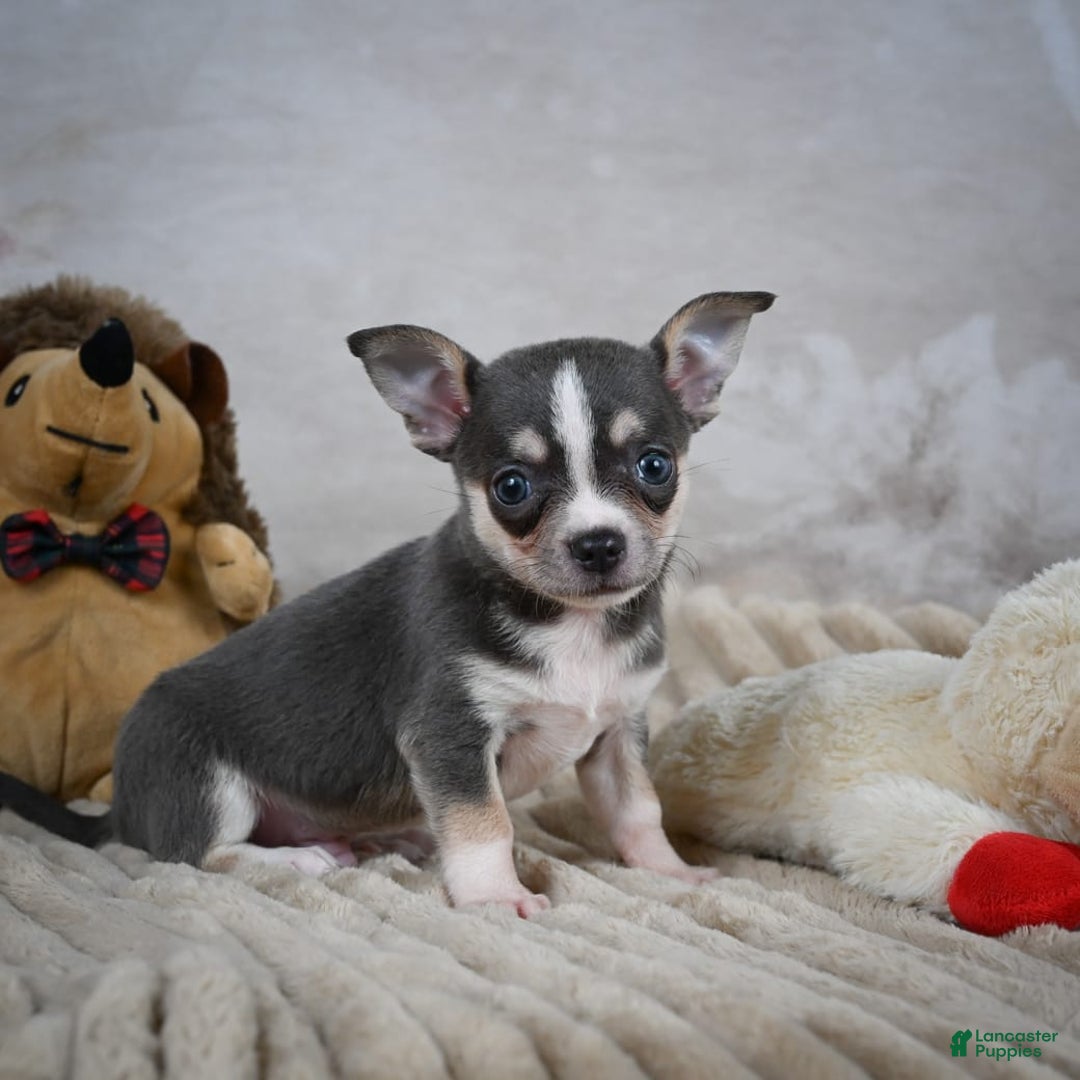 Chihuahua dogs for sale: Simon - Image 2