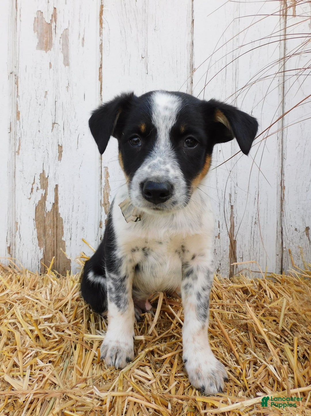 Australian Cattle Dog dogs for sale: Smartie - Image 1