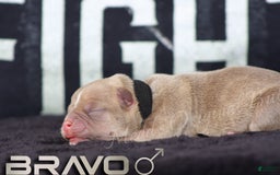 American Bully dogs for sale: Foxtrot - Image 12