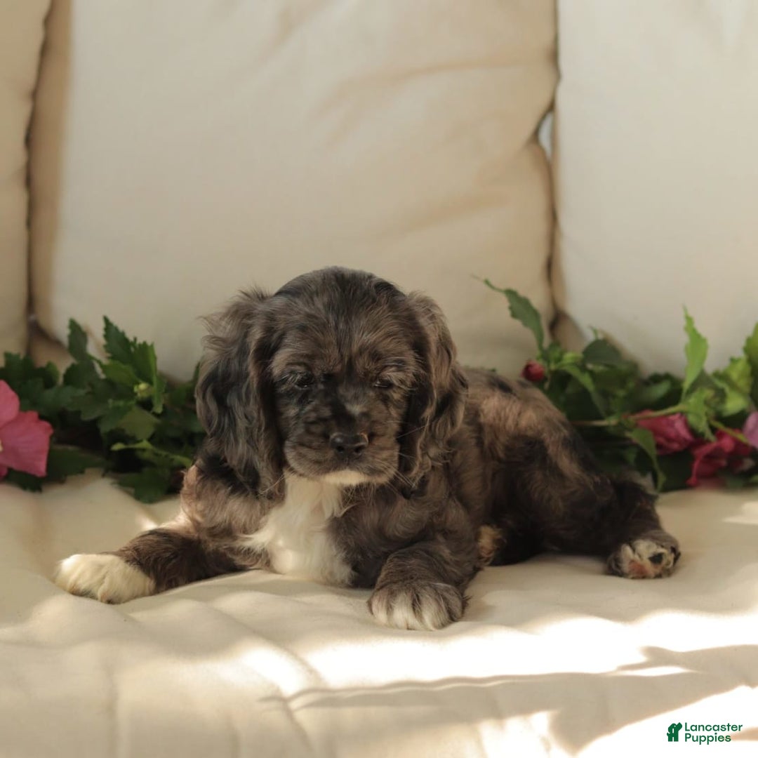 Cocker Spaniel dogs for sale: River - Image 3