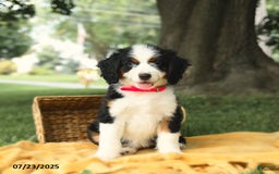 Bernedoodle dogs for sale: Ginger - Image 10