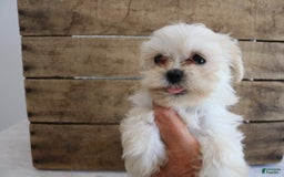 Teddy Bear dogs for sale: Kammy - Image 11