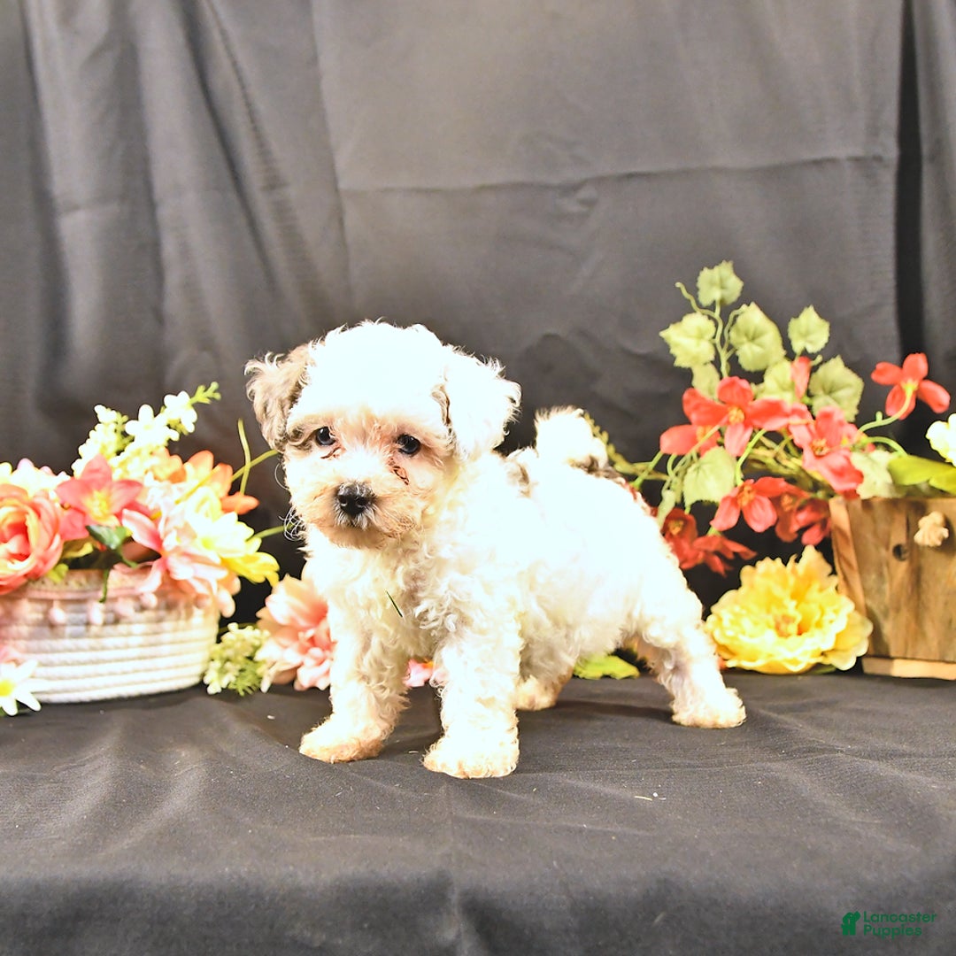 Miniature Poodle dogs for sale: Freedom - Image 5