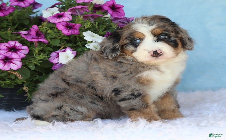 Mini Bernedoodle dogs for sale - Ad 1