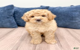 Mini Bernedoodle dogs for sale: Dante - Image 3